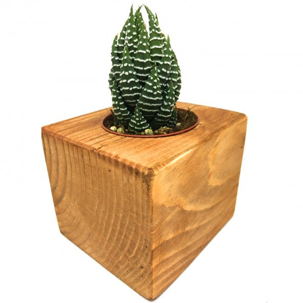 AHŞAP ESKİTME SAKSILI HAWORTHİA NADİR TÜR ürün görseli