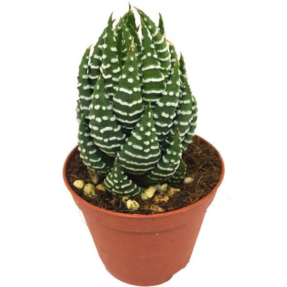 HAWORTHİA DİSCATA NADİR TÜR ürün görseli