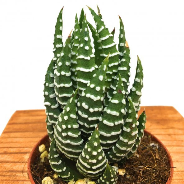 AHŞAP ESKİTME SAKSILI HAWORTHİA NADİR TÜR - Resim 2