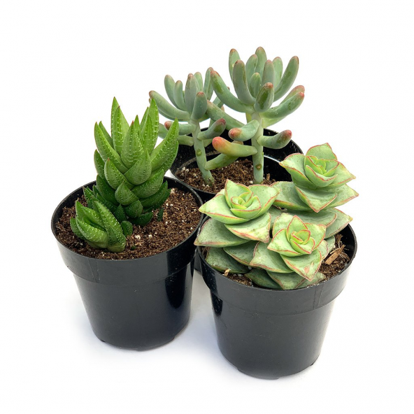 KAKTÜS SUKULENT SETİ ÖZEL TÜRLER MORGULES ürün görseli