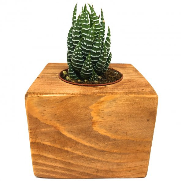 AHŞAP ESKİTME SAKSILI HAWORTHİA NADİR TÜR - Resim 3