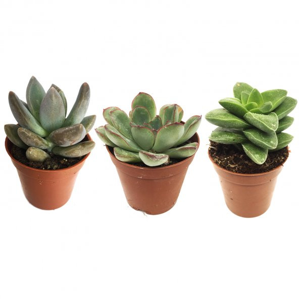 KAKTÜS SUKULENT SETİ TÜRLER VİRENA ürün görseli 1