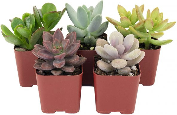 KAKTÜS SETİ ÖZEL TÜRLER PERSİAN ürün görseli