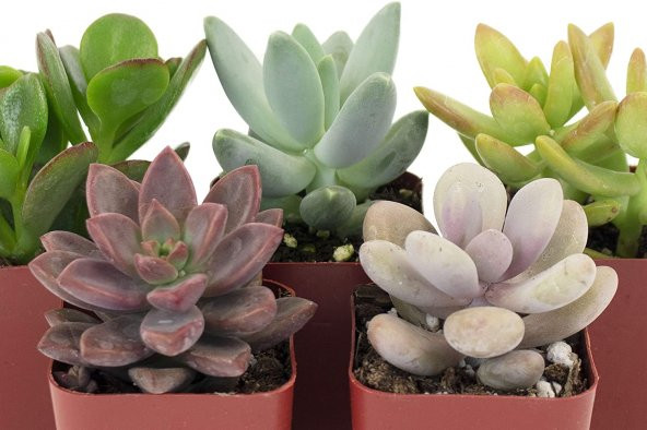 KAKTÜS SETİ ÖZEL TÜRLER PERSİAN - Resim 2