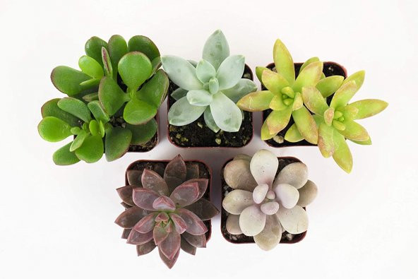 KAKTÜS SETİ ÖZEL TÜRLER PERSİAN - Resim 3