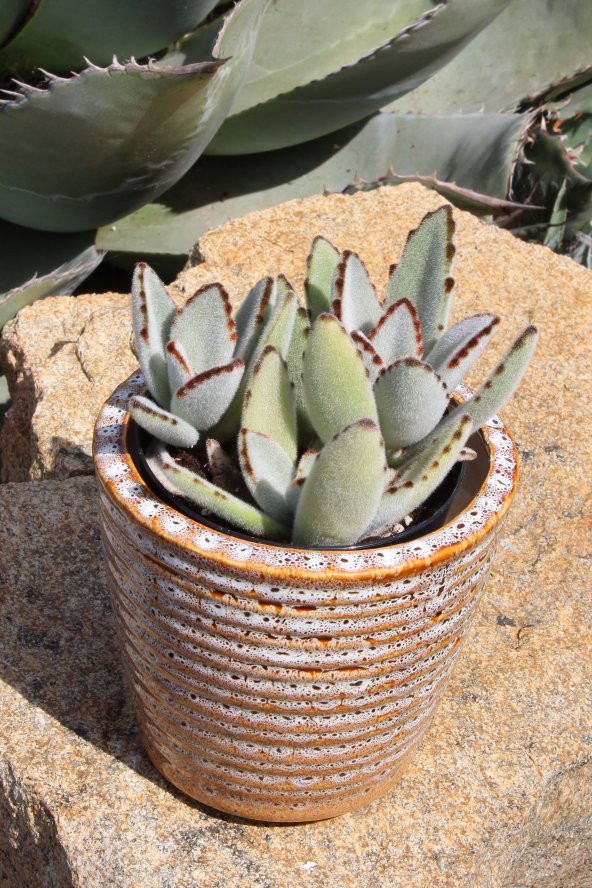 Kalanchoe tomentosa Panda Plant Sukulent - 5