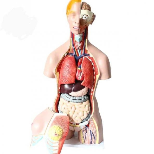 İnsan İç Organ Genel Eğitim Maketi Model 36 - 1