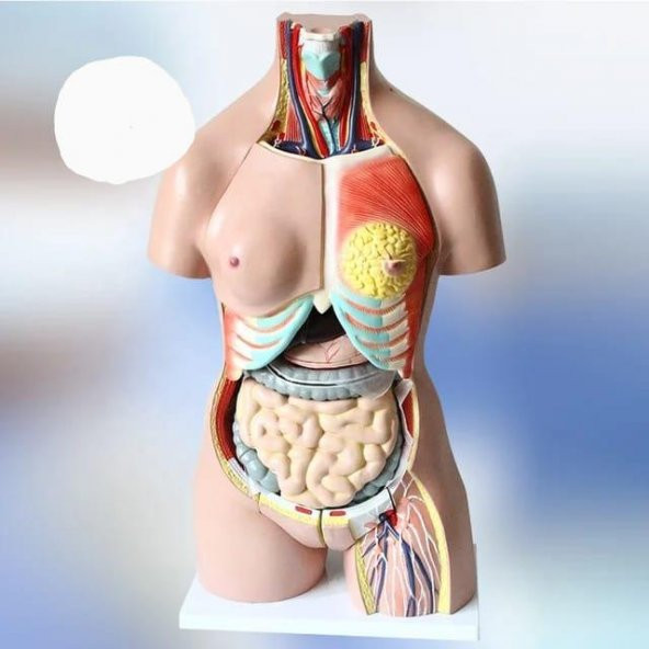 İnsan İç Organ Genel Eğitim Maketi Model 36 - 2