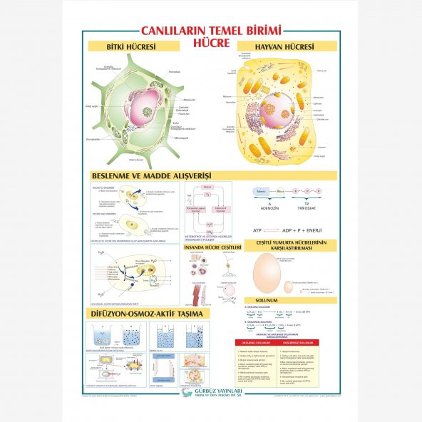 Canlıların Temel Birimi: Hücre Levhası 70x100cm 2 Adet