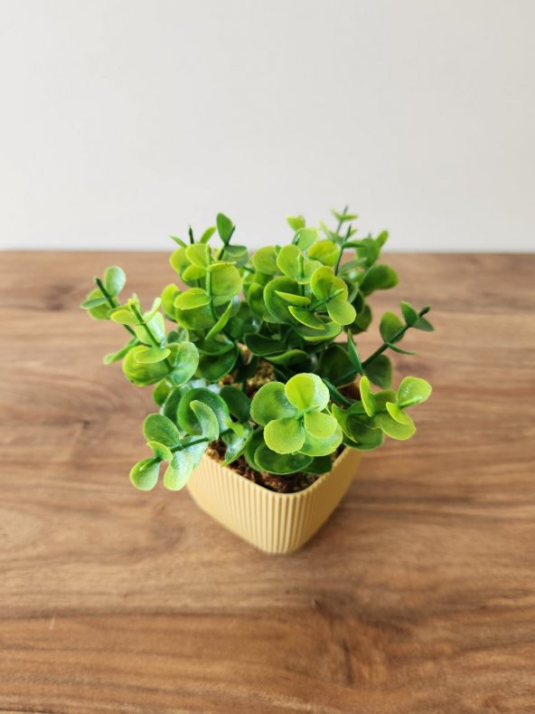 Mini Saksıda Yapay Bitki Şimşir Gerçek Taş Yosunlu Toplam 16 Cm Dekoratif Banyo Mutfak Masa Çiçeği - 3