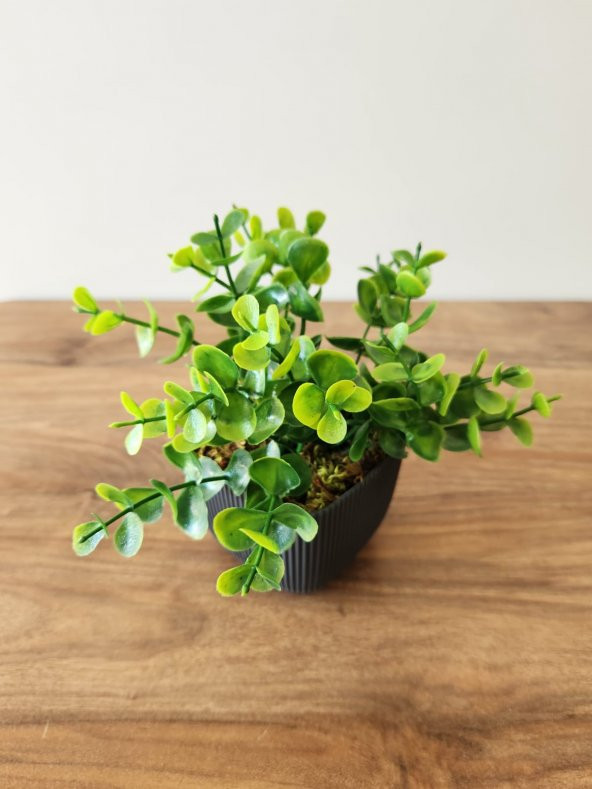 Mini Saksıda Yapay Bitki Şimşir Gerçek Taş Yosunlu Toplam 16 Cm Dekoratif Banyo Mutfak Masa Çiçeği - 2
