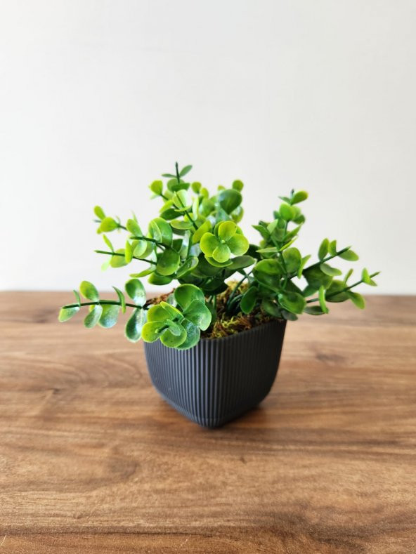Mini Saksıda Yapay Bitki Şimşir Gerçek Taş Yosunlu Toplam 16 Cm Dekoratif Banyo Mutfak Masa Çiçeği - 3