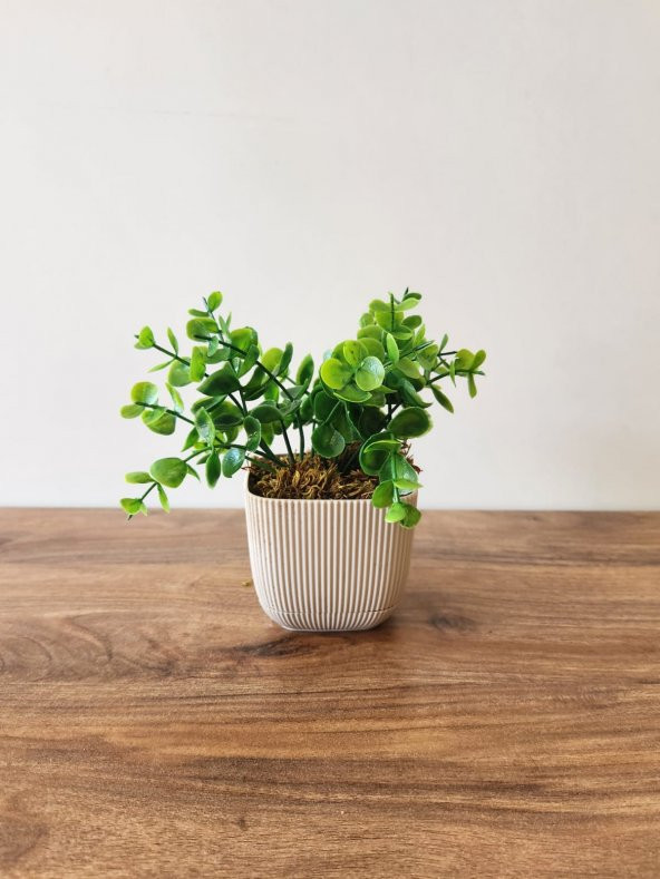 Mini Saksıda Yapay Bitki Şimşir Gerçek Taş Yosunlu Toplam 16 Cm Dekoratif Banyo Mutfak Masa Çiçeği - 2