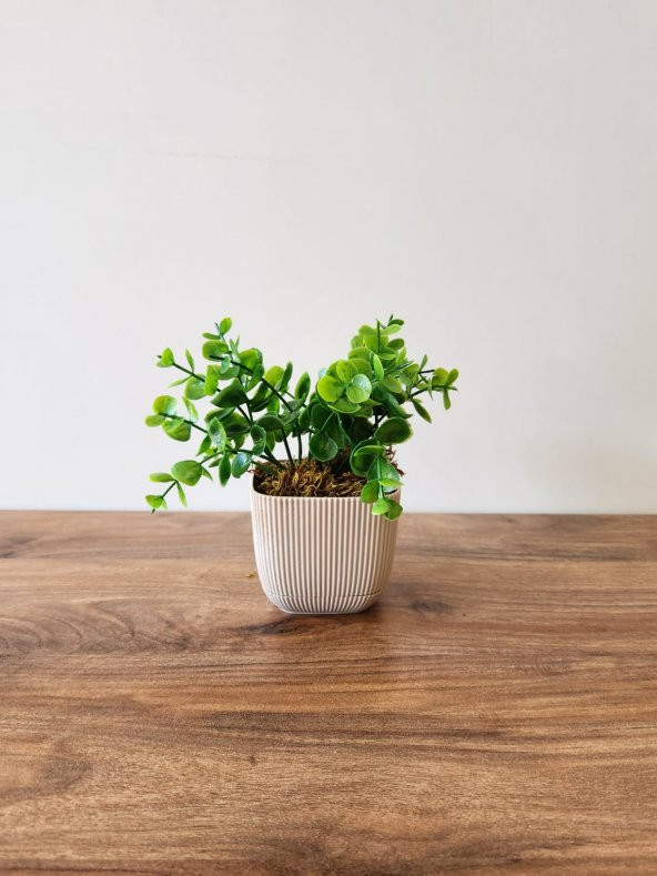 Mini Saksıda Yapay Bitki Şimşir Gerçek Taş Yosunlu Toplam 16 Cm Dekoratif Banyo Mutfak Masa Çiçeği - 3