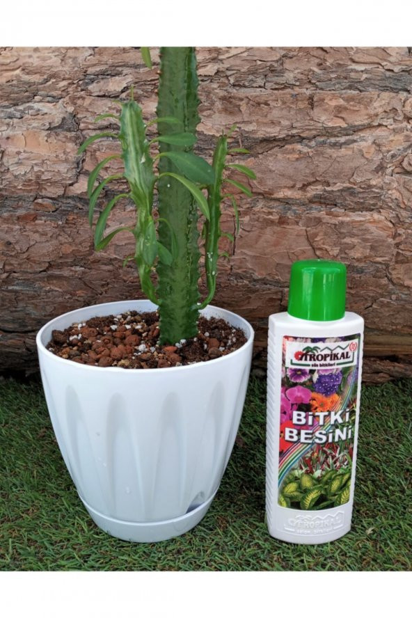 Bitki Besini 3lü Set Genel Bitki Besini Çiçek Açtıran Yeşil Yapraklı Bitki Vitamini Gübre - 2
