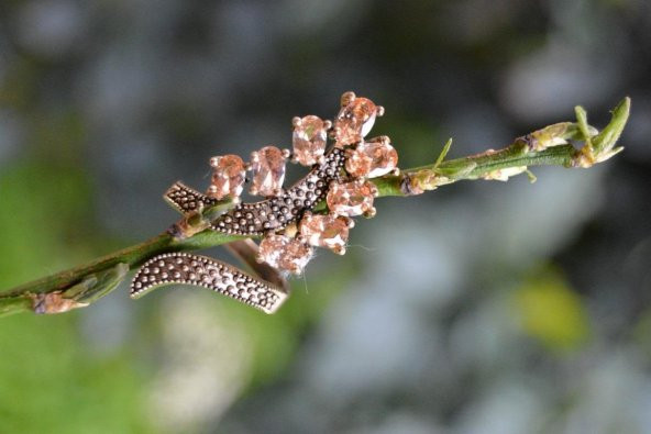 STONEAGE Zirkon Taşlı Yaprak Ayarlanabilir Bayan Yüzük ürün görseli