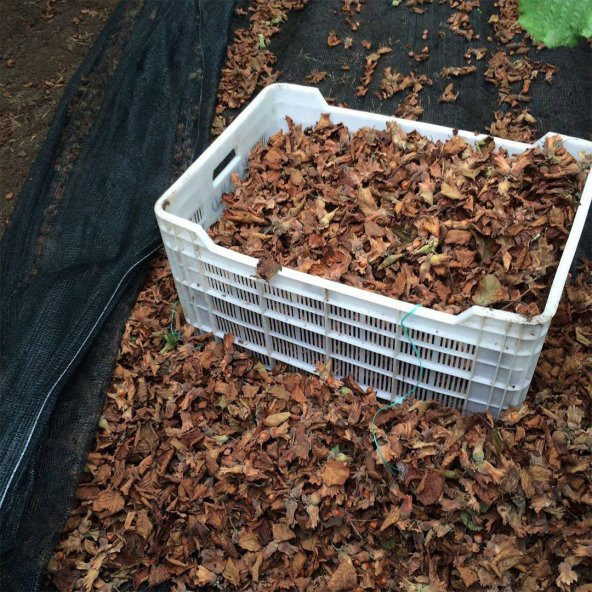 3x80 METRE FINDIK SERGİSİ FINDIK TOPLAMA FİLESİ FINDIK KURUTMA ÖRTÜSÜ 40LIK GÖLGELİK FINDIK ALTI FİLE HASAT TABAN ÖRTÜSÜ ürün görseli 1