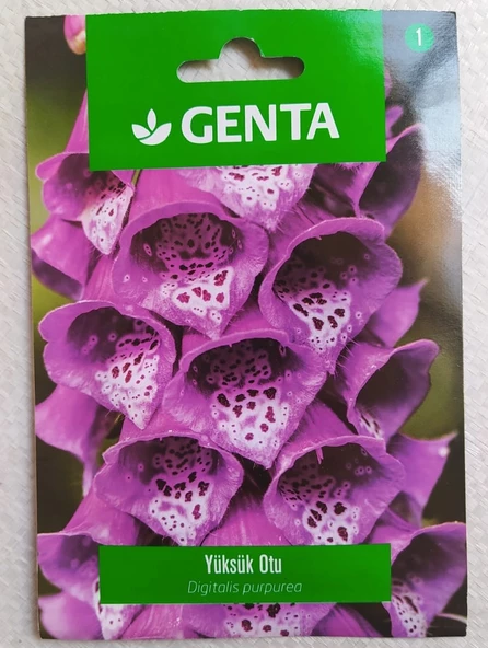 Genta Yüksük Otu Digitalis purpurea