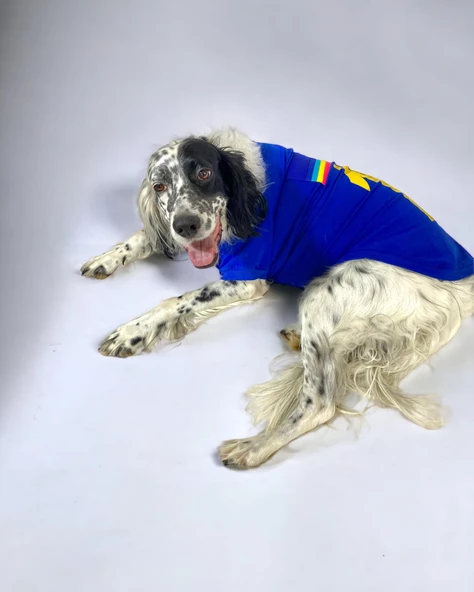 Uno Blue Büyük Irk Köpekler İçin Tişört - 2