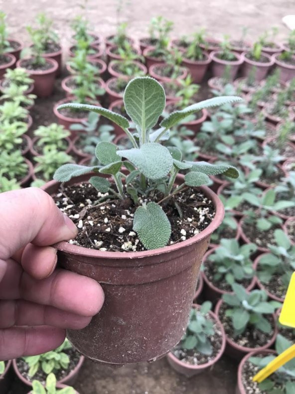 Saksılı Tıbbi Adaçayı Fidanı 10-20 Cm 5 Adet Salvia - 2