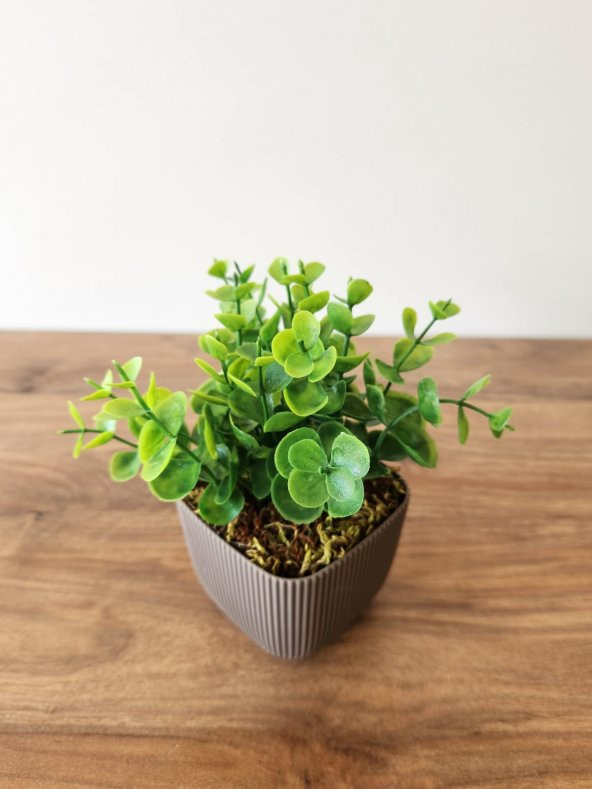 Mini Saksıda Yapay Bitki Şimşir Gerçek Taş Yosunlu Toplam 16 Cm Dekoratif Banyo Mutfak Masa Çiçeği - 2