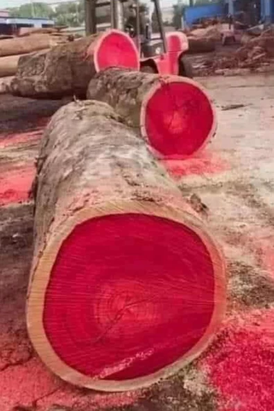 Doğal Kan Ağacı Bloodwood Tesbih El İşi Püsküllü Tesbih Modeli - 4