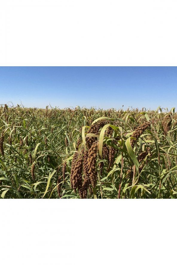 Doğal Kızıl Daldarı 1 Kg (TİLKİ KUYRUGU) - 2