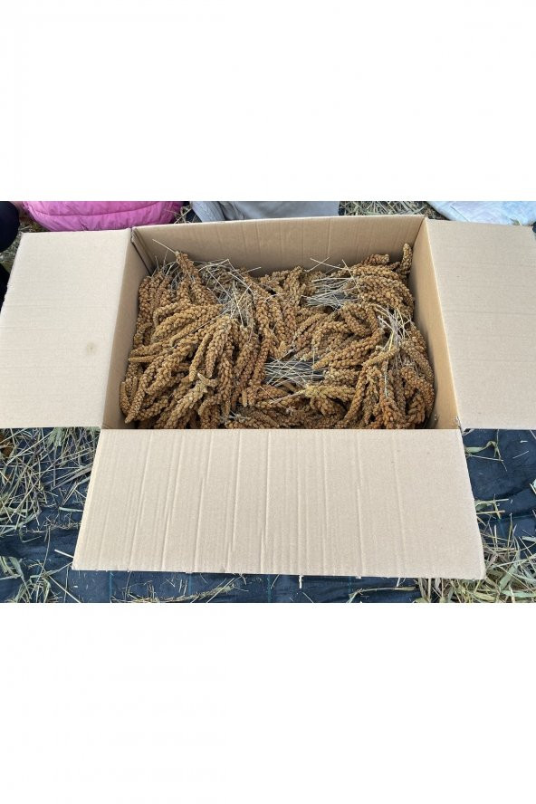 Doğal Kızıl Daldarı 1 Kg (TİLKİ KUYRUGU) - 3