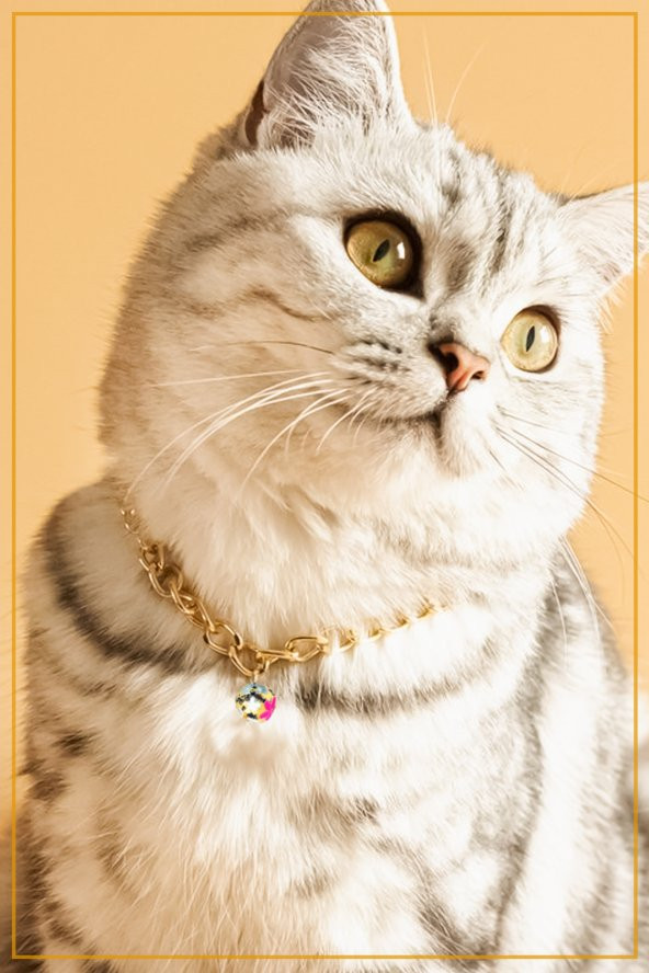 Zincir Kedi Kolyesi Renkli Zilli Kedi Köpek Tasması