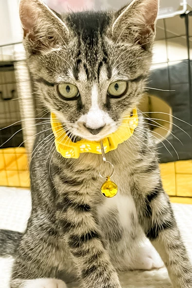 Pati Desen Kedi ve Köpek Boyun Tasması - Sarı - 2