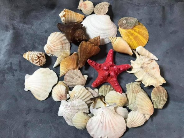 Dekoratif Deniz Kabuğu Sepeti - 4
