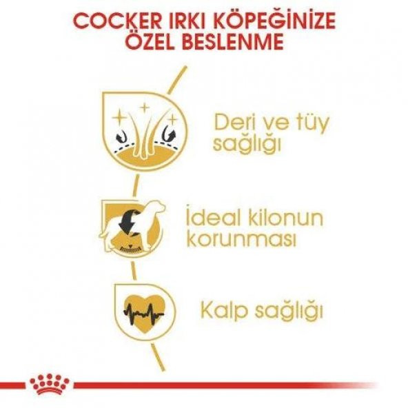Royal Canin Cocker Adult Yetişkin Köpek Maması 3 Kg - 4