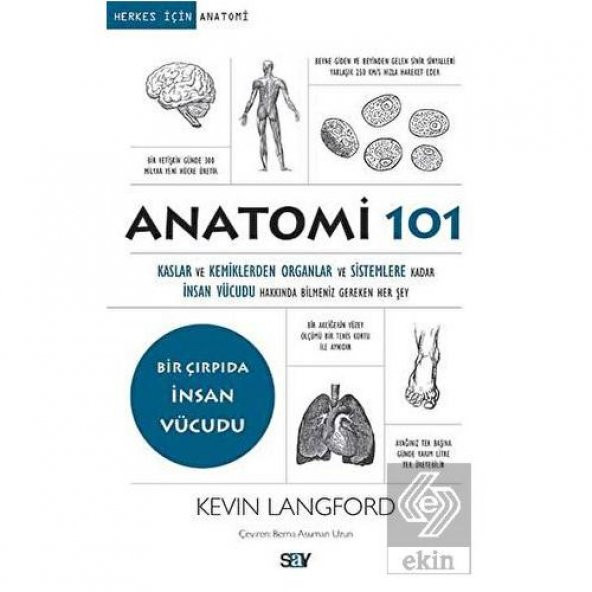 Anatomi 101 - 1