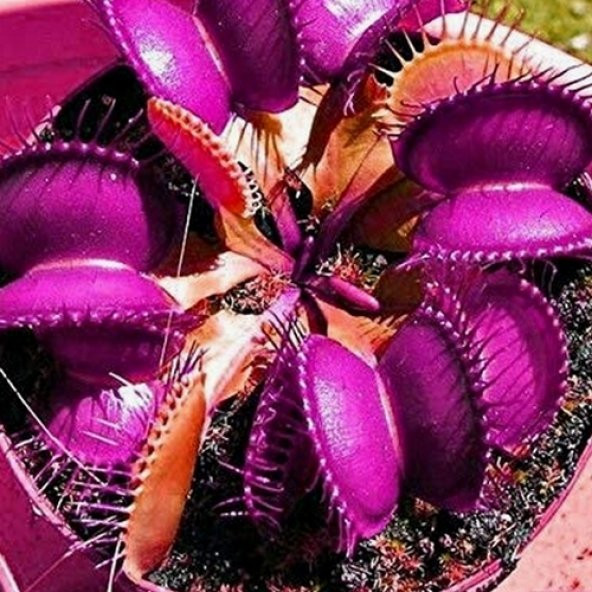 DAY 50 Adet Karışık Sinek Kapan Bitki Tohumu + 10 ADET Hediye K.Renk LALE Çiçek Tohumu