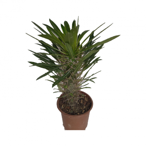 Madagaskar Palmiyesi -Pachypodium Lamerei-15/25 cm Uzunluğunda Teraryum, Kaktüs