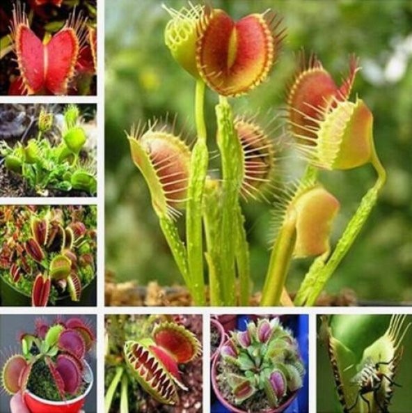 DAY 100 Adet Sinek Kapan EtObur Bitki Tohumu + 10 ADET Hediye K.Renk DAHLİA Çiçek Tohumu