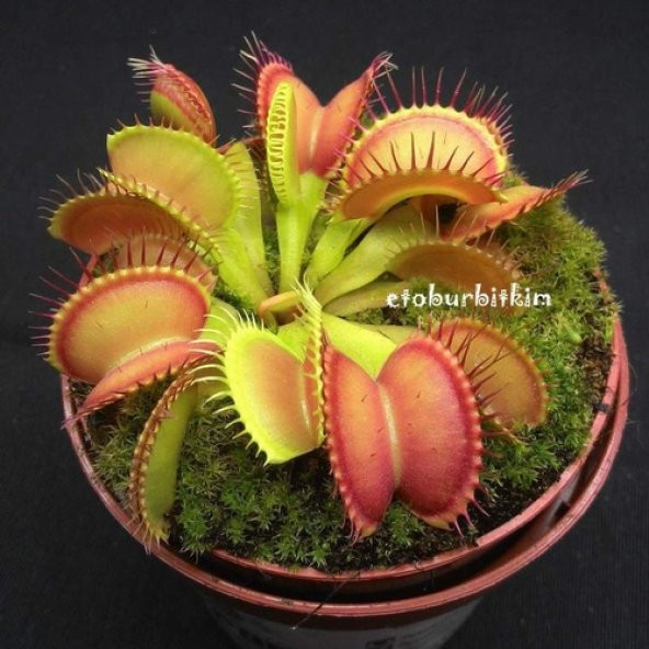 DAY 25 Adet Venüs Fly Trap Sinek Kapan Bitkisi Tohumu + 10 ADET Hediye DAHLİA Çiçek Tohumu