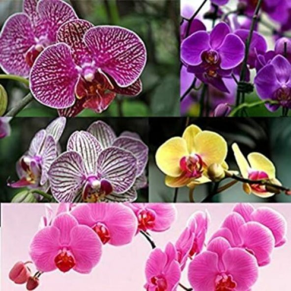 DAY 10 Adet 10 FARKLI Renk Phalaenopsis Orkide Tohumu + 10 Adet HEDİYE Gökkuşağı Gül Tohumu