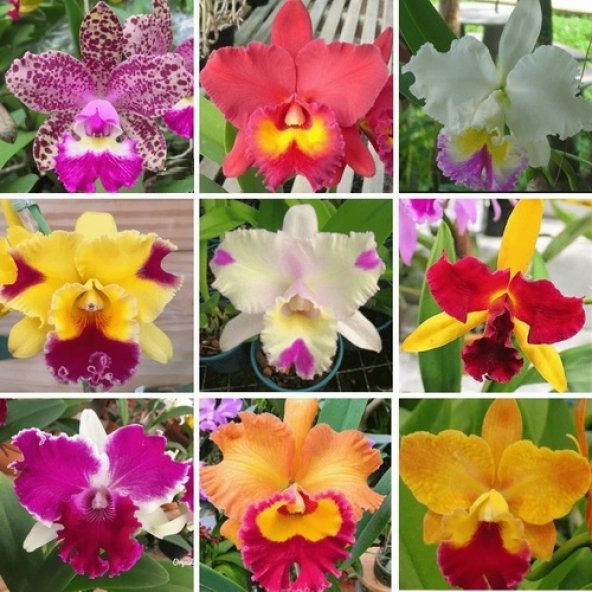 DAY 25 Adet 10 FARKLI Renk Oncidium Orkide Tohumu + 10 Adet HEDİYE Gökkuşağı Gül Tohumu