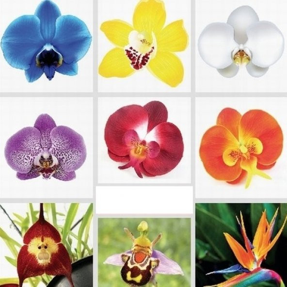 DAY 50 Adet 10 FARKLI Renk Phalaenopsis Orkide Tohumu + 10 Adet HEDİYE K.RENK Gül Tohumu