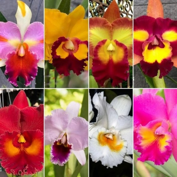 DAY 100 Adet 10 FARKLI Renk Oncidium Orkide Tohumu + 10 Adet HEDİYE K.RENK Gül Tohumu