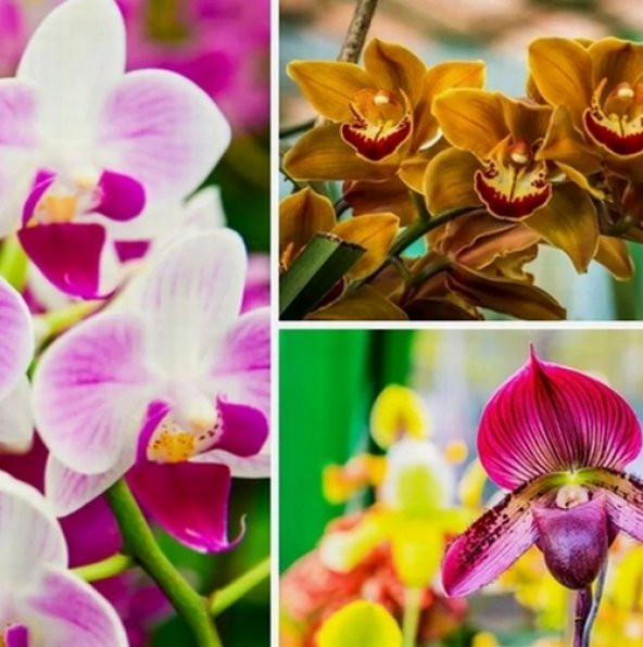 DAY 50 Adet 10 FARKLI Renk Vanda Orkide Tohumu + 10 Adet HEDİYE K.RENK LALE Tohumu
