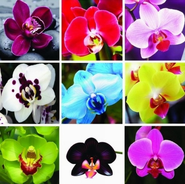 DAY 10 Adet 10 FARKLI Renk Vanda Orkide Tohumu + 10 Adet HEDİYE K.RENK LALE Tohumu