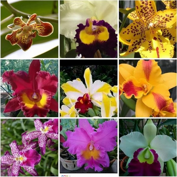 DAY 100 Adet 10 FARKLI Renk Vanda Orkide Tohumu + 10 Adet HEDİYE K.RENK Lily Çiçeği Tohumu
