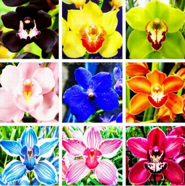 DAY 10 Adet 10 FARKLI Renk Phalaenopsis Orkide Tohumu + 10 Adet HEDİYE K.RENK Dahlia Çiçeği Tohumu