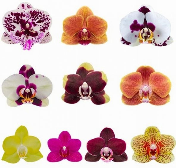 DAY 10 Adet 10 FARKLI Renk Phalaenopsis Orkide Tohumu + 10 Adet HEDİYE K.RENK Yıldız Çiçeği Tohumu