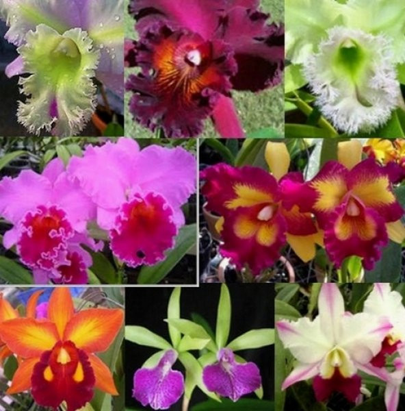 DAY 10 Adet 10 FARKLI Renk Oncidium Orkide Tohumu + 10 Adet HEDİYE K.RENK BUZ Çiçeği Tohumu