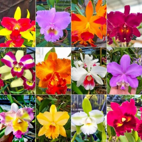 DAY 10 Adet 10 FARKLI Renk Orkide Çiçek Tohumu + 10 Adet HEDİYE K.RENK KÜPE ÇİÇEĞİ Tohumu