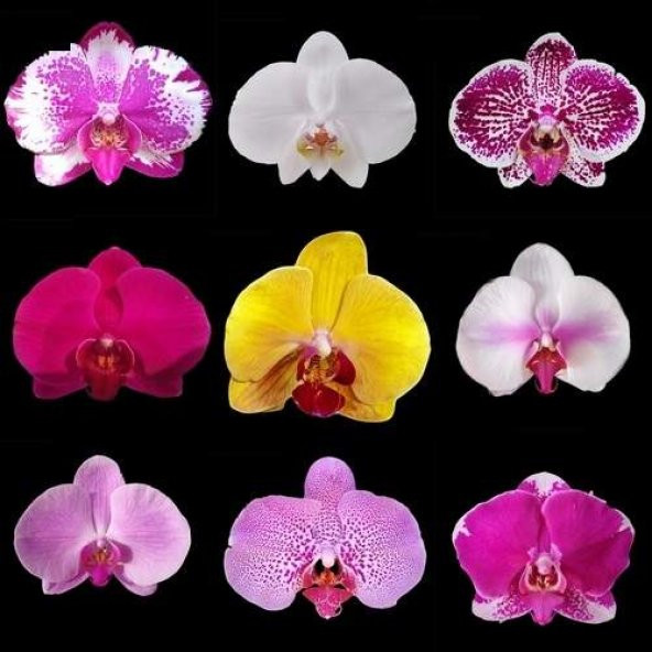 DAY 100 Adet 10 FARKLI Renk Phalaenopsis Orkide Tohumu + 10 Adet HEDİYE K.RENK Gül Tohumu