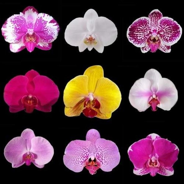 DAY 50 Adet 10 FARKLI Renk Phalaenopsis Orkide Tohumu + 10 Adet HEDİYE K.RENK KÜPE ÇİÇEĞİ Tohumu